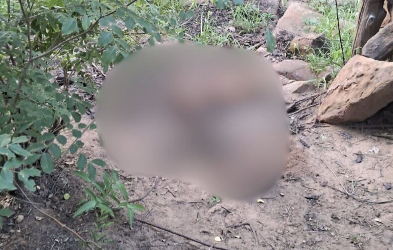 Ossada humana é encontrada em área de mata na zona rural de Picos