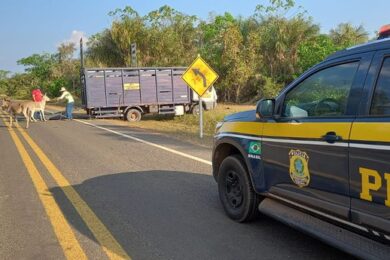 Operação recolhe 150 animais de rodovias do Piauí