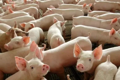 Piauí decreta emergência para prevenção da peste suína