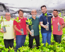 Prefeitura de Santo Antônio de Lisboa inicia distribuição de 28 mil mudas de caju e fortalece agricultura familiar