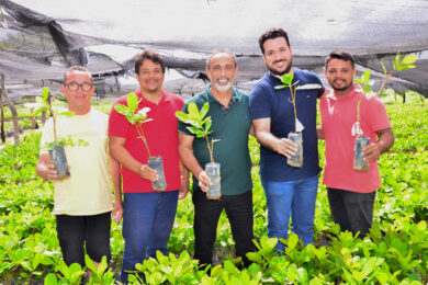 Prefeitura de Santo Antônio de Lisboa inicia distribuição de 28 mil mudas de caju e fortalece agricultura familiar