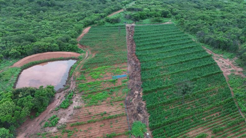 Plantação de maconha é encontrada na zona rural de Vera Mendes do Piauí