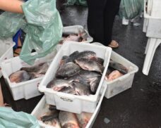 Prefeitura de Picos distribui 23 toneladas de peixe