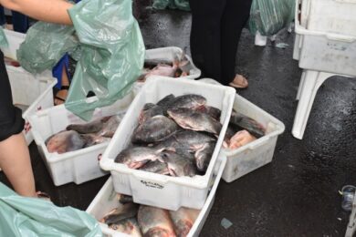 Prefeitura de Picos distribui 23 toneladas de peixe