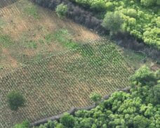 Polícia encontra nova plantação de maconha no Piauí