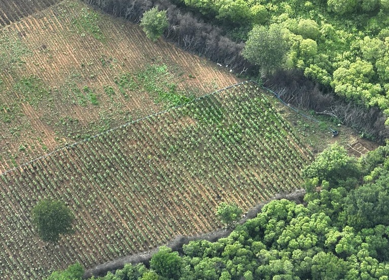 Polícia encontra nova plantação de maconha no Piauí