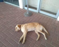 Violência contra animais: leis da Alepi buscam fortalecer combate a crime