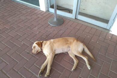 Violência contra animais: leis da Alepi buscam fortalecer combate a crime