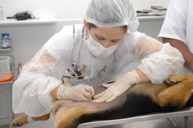 Picos abre cadastro para castração gratuita de cães e gatos