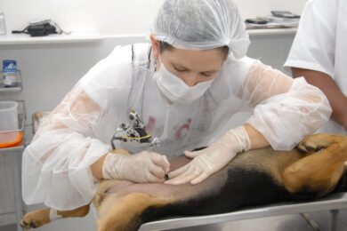 Picos abre cadastro para castração gratuita de cães e gatos